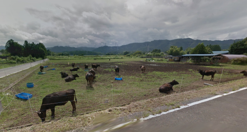 Kühe in Okuma