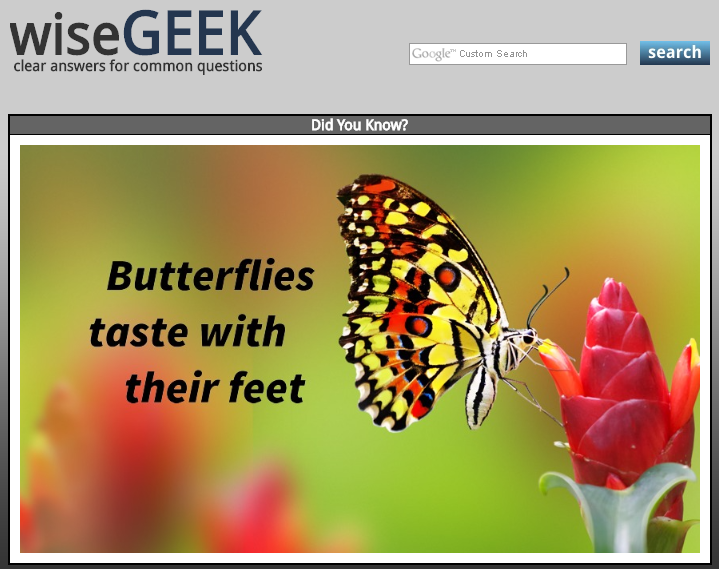 wiseGEEK: butterflies taste with their feet